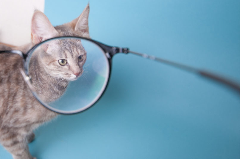 looking at a cat through glasses